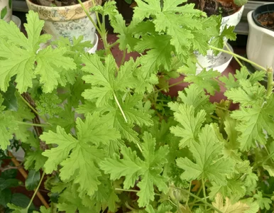 Miniatura: W PRL-u miała ją każda pani domu. Dziś...