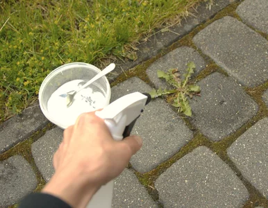 Miniatura: Zmieszaj trzy tanie kuchenne produkty, a...