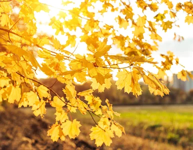 Miniatura: To może być rekordowy listopad....