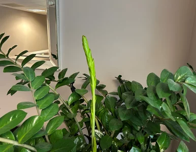 Miniatura: Podlałam zamiokulkasa tym kuchennym...