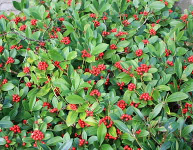 Miniatura: Posadź zamiast hortensji – ten krzew...