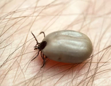 Miniatura: Masz tę grupę krwi? W lesie staniesz się...