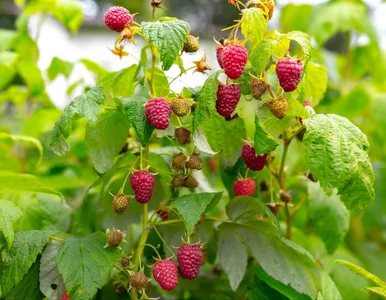 Miniatura: Sierpniowa pielęgnacja malin – te proste...