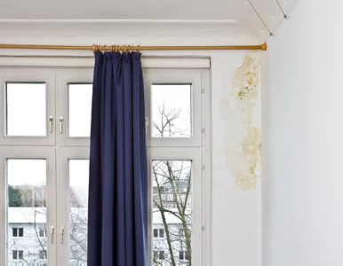 Miniatura: Usuniesz grzyb ze ściany w godzinę!...