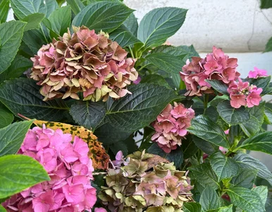 Miniatura: Masz czas tylko do połowy listopada....