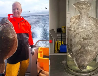 Miniatura: Złowił gigantyczną rybę. Wątpliwości ws....