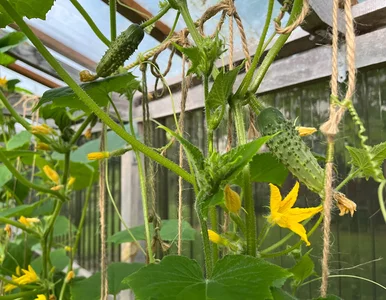 Miniatura: Ogórki rosną po tym „jak na drożdżach”....