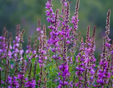 Miniatura: Zamiast wrzosów posadź tę roślinę – tania,...