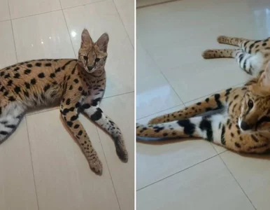 Miniatura: Drapieżny kot spacerował po lesie w...