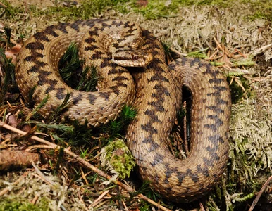 Miniatura: Żmija zygzakowata wciąż aktywna. Leśnicy...