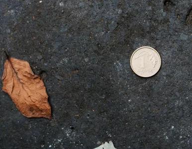 Miniatura: Polacy wyrzucają do kosza 3000 zł rocznie....