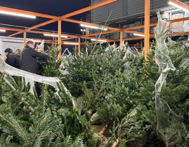 Miniatura: Kupisz złą choinkę, a po świętach gorzko...