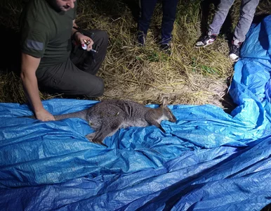 Miniatura: Akcja poszukiwawcza strażaków....