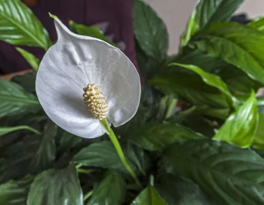 Miniatura: Połóż to na dnie doniczki, a skrzydłokwiat...