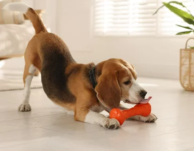 Miniatura: Ile Polacy wydają na zwierzęta domowe?...