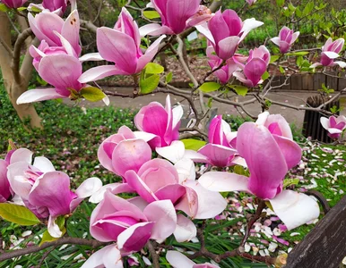 Miniatura: Magnolia jesienią. Zrób to, zanim przyjdą...