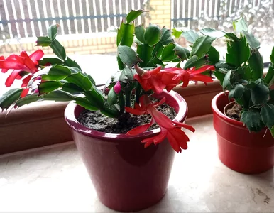 Miniatura: Rozpuść tabletkę z apteki i podlej...