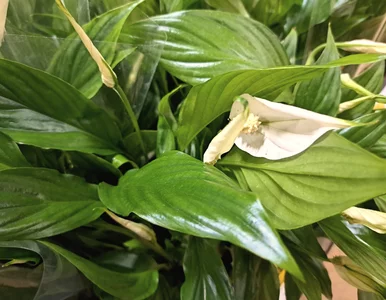 Miniatura: Zrób to raz w tygodniu – on odżyje!