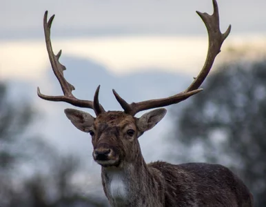 Miniatura: Tutaj noc trwa miesiącami, a mieszkańcy...