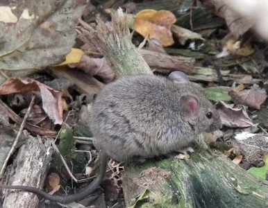 Miniatura: Spryskaj progi, a pozbędziesz się myszy –...