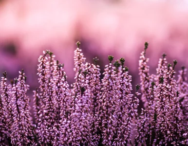 Miniatura: Dodaj łyżeczkę do wody, a wrzosy zakwitną...