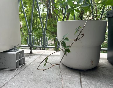 Miniatura: Czarne ślady po donicach i brudne fugi...