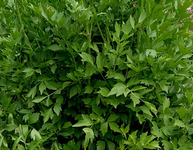 Miniatura: Pozwoliłam mu rosnąć. Po jednym sezonie...