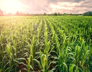 Miniatura: Instrumenty finansowe dla rolników, z...