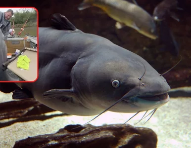 Miniatura: Kolega zdradził mu miejscówkę na ryby,...