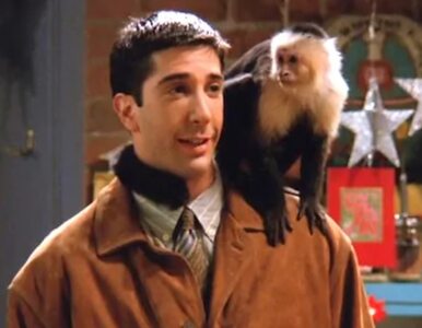 Pamiętacie małpę o imieniu Marcel z „Przyjaciół”? Zagra w nowym serialu