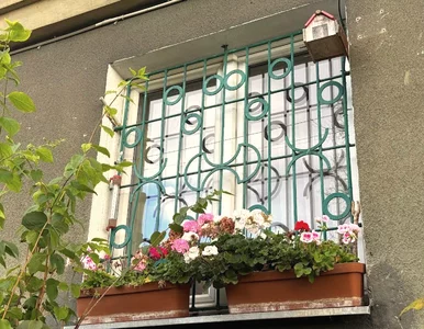 Miniatura: Pelargonie przetrwają zimę tylko tak!...