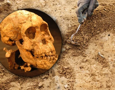 Miniatura: Kim był prawdziwy przodek człowieka? To...