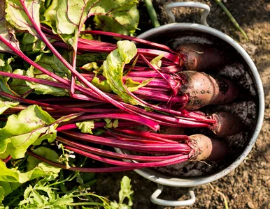 Miniatura: Siejesz buraki? Ten jeden sąsiad decyduje,...