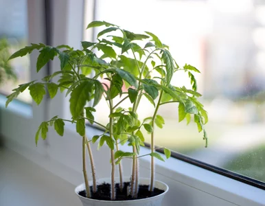 Miniatura: Pomidory „uciekły” w górę? Ten moment...