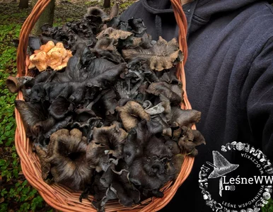 Miniatura: „Czarne złoto” w polskim lesie. Grzybiarz...