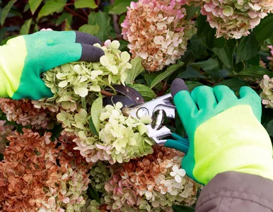 Miniatura: Ciąć czy zostawić? Co zrobić z hortensjami...