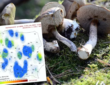 Miniatura: Prawdziwy raj dla grzybiarzy. Mapa...