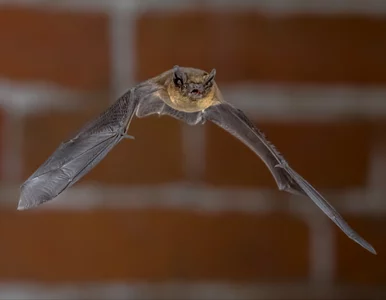 Miniatura: Ruszyły „sierpniowe naloty” nietoperzy....