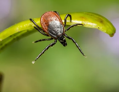 Miniatura: Kleszczowe zapalenie mózgu – warto się...