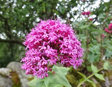 Miniatura: Rośliny, które kwitną najdłużej. Te...