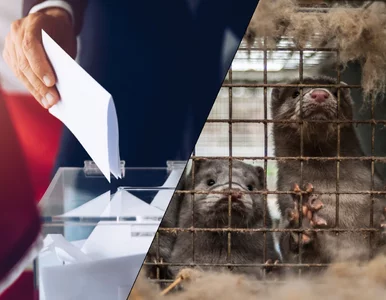 Miniatura: Zwierzęta nie głosują. To dlatego politycy...