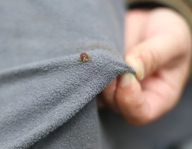 Miniatura: Kleszcze mają słaby punkt. Badacze...