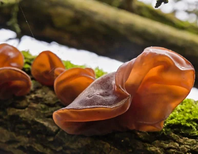 Miniatura: Zimą warto kontynuować grzybobranie....