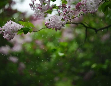 Miniatura: Taka będzie Wielkanoc. Jest nowa prognoza...