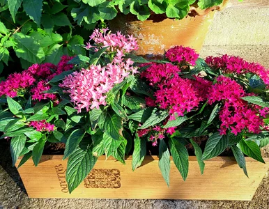 Miniatura: Zakochasz się w tej roślinie. Kwitnie całe...