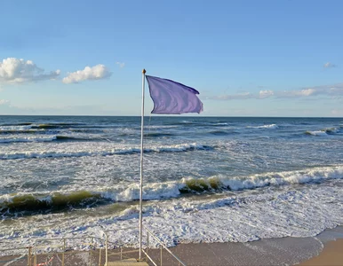 Miniatura: Widzisz fioletową flagę na plaży nad...