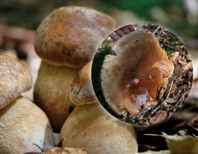 Miniatura: Grzybobranie w czerwcu. Czy jest co zbierać?