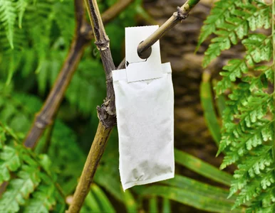 Miniatura: Już teraz załóż to na gałęzie. Przędziorki...