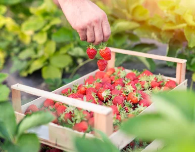 Miniatura: Ile zapłacimy w tym roku za truskawki?...