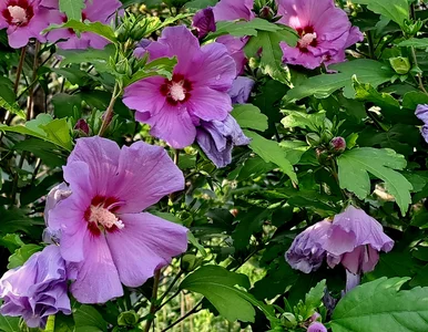 Miniatura: Podsyp hibiskusa tym składnikiem, a...